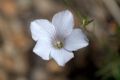 Linum tenuifolium